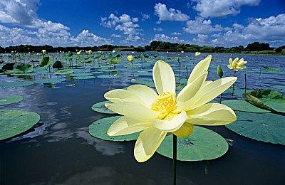 神谷英树确认会出《猎天使魔女4》 剧情将出乎意料