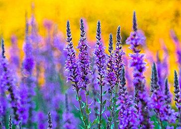 传《使命召唤19》将于2023年推出付费资料片